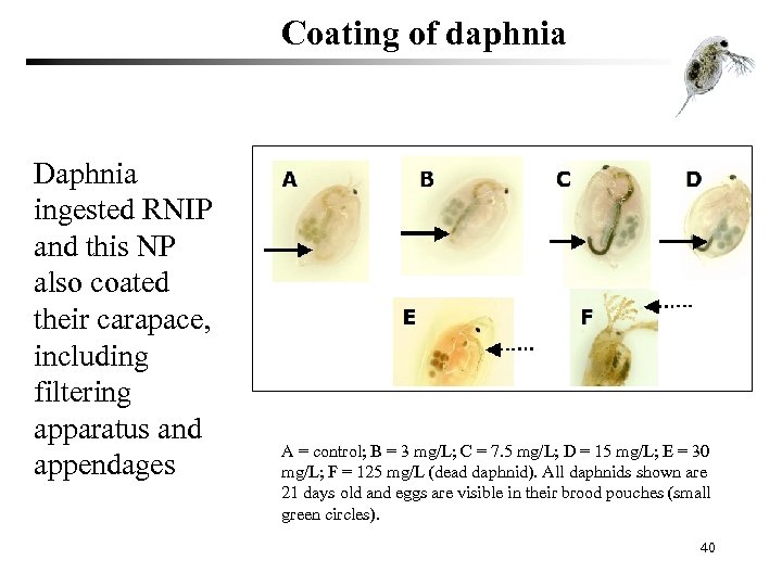 Coating of daphnia Daphnia ingested RNIP and this NP also coated their carapace, including