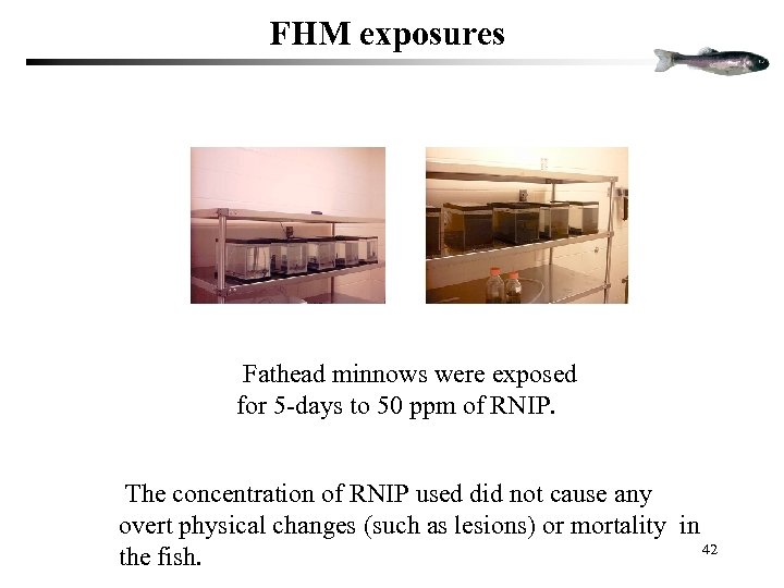 FHM exposures Fathead minnows were exposed for 5 -days to 50 ppm of RNIP.