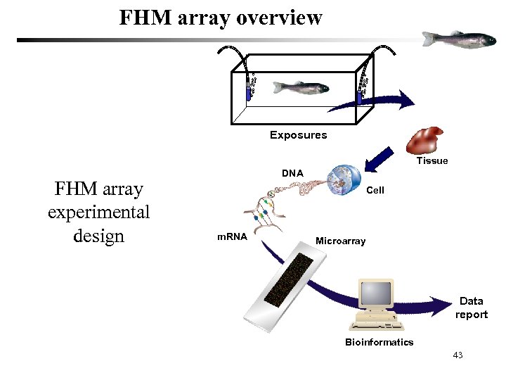FHM array overview Exposures Tissue FHM array experimental design DNA Cell m. RNA Microarray