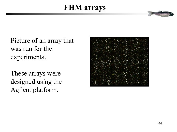 FHM arrays Picture of an array that was run for the experiments. These arrays