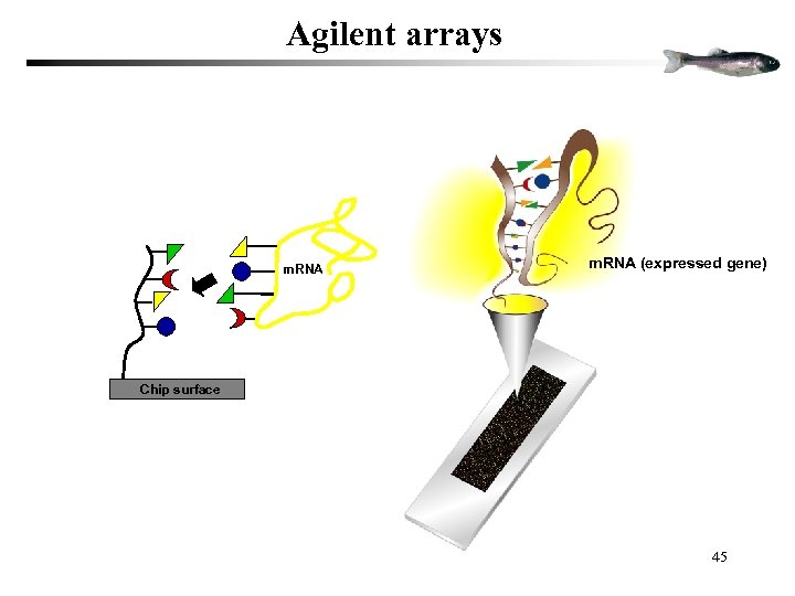 Agilent arrays m. RNA (expressed gene) Chip surface 45 