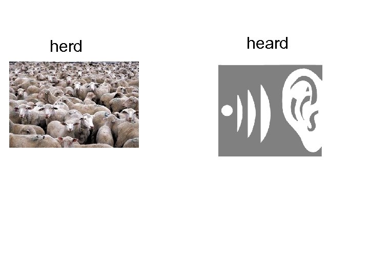 herd heard 