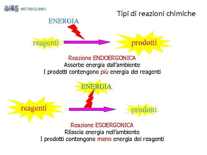 METABOLISMO Tipi di reazioni chimiche ENERGIA reagenti prodotti Reazione ENDOERGONICA Assorbe energia dall’ambiente I