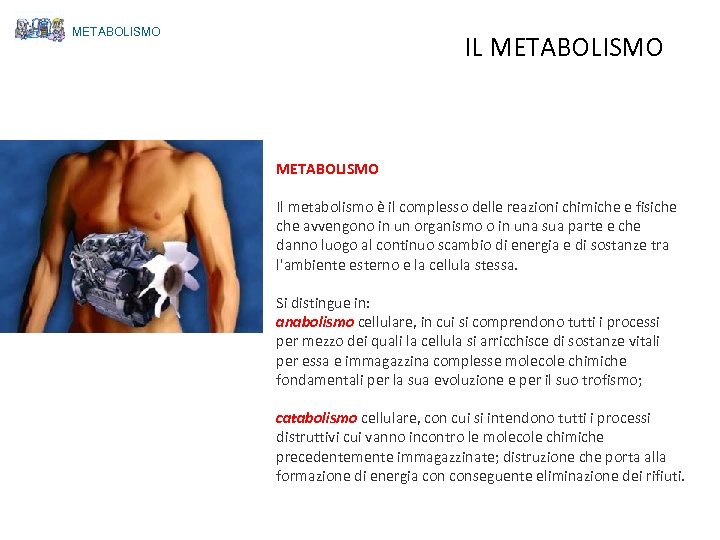 METABOLISMO IL METABOLISMO Il metabolismo è il complesso delle reazioni chimiche e fisiche avvengono