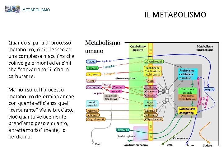 METABOLISMO Quando si parla di processo metabolico, ci si riferisce ad una complessa macchina