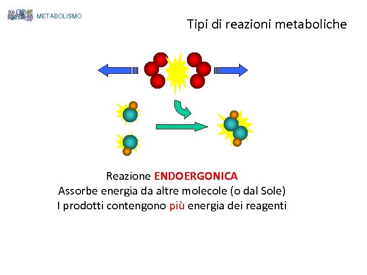 METABOLISMO Tipi di reazioni metaboliche Reazione ENDOERGONICA Assorbe energia da altre molecole (o dal