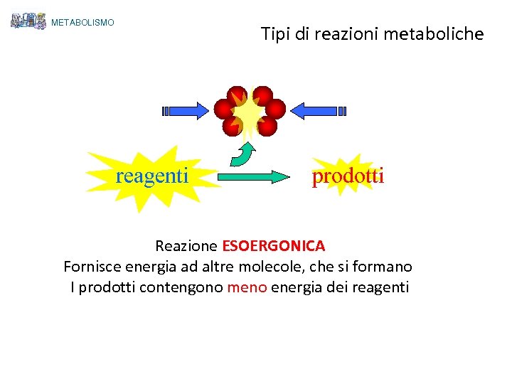 METABOLISMO Tipi di reazioni metaboliche reagenti prodotti Reazione ESOERGONICA Fornisce energia ad altre molecole,