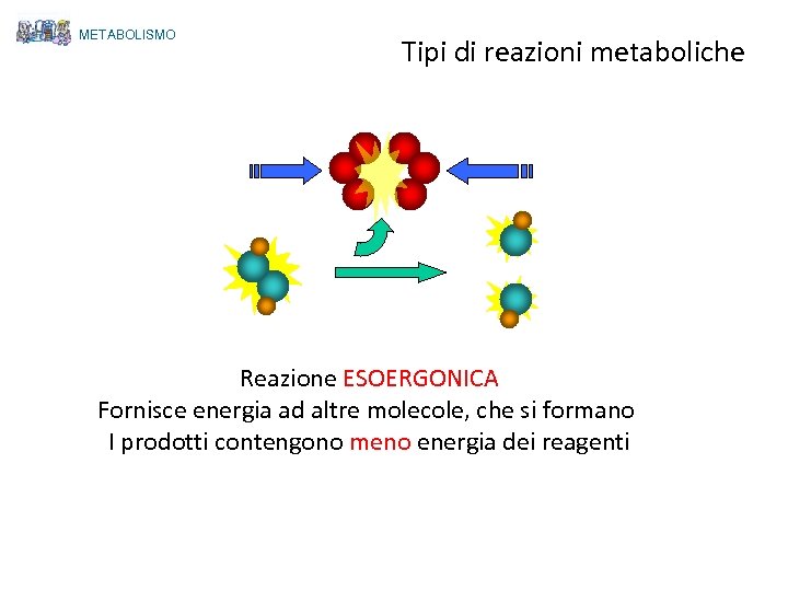 METABOLISMO Tipi di reazioni metaboliche Reazione ESOERGONICA Fornisce energia ad altre molecole, che si