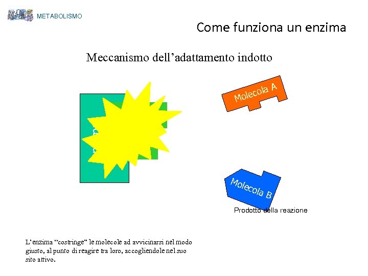 METABOLISMO Come funziona un enzima Meccanismo dell’adattamento indotto enzima a. A ecol Mol eco