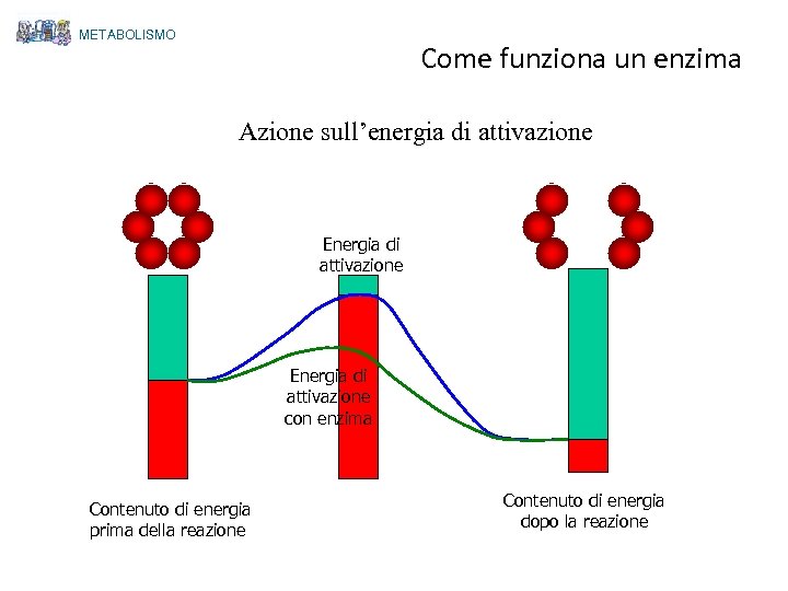 METABOLISMO Come funziona un enzima Azione sull’energia di attivazione Energia di attivazione con enzima