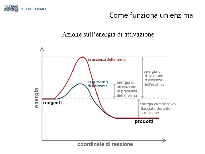 METABOLISMO Come funziona un enzima Azione sull’energia di attivazione 