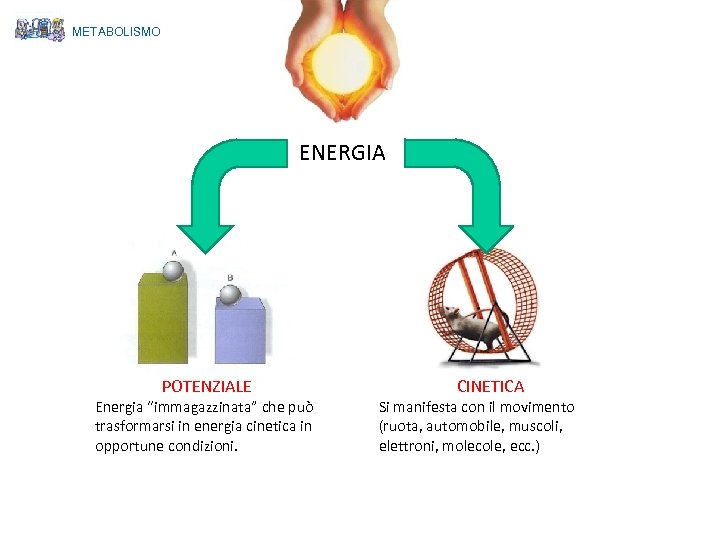 METABOLISMO ENERGIA POTENZIALE Energia “immagazzinata” che può trasformarsi in energia cinetica in opportune condizioni.