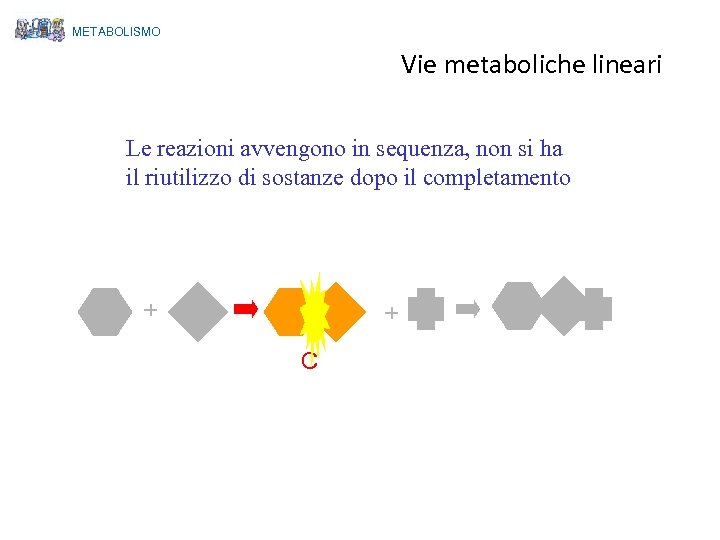 METABOLISMO Vie metaboliche lineari Le reazioni avvengono in sequenza, non si ha il riutilizzo