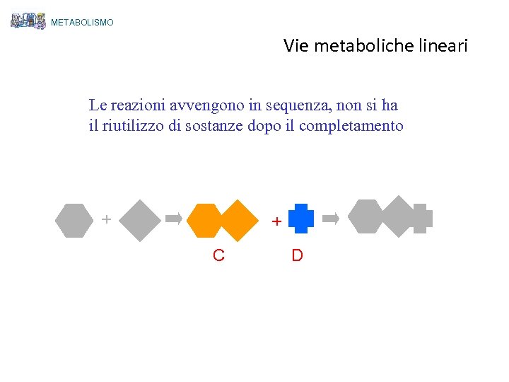 METABOLISMO Vie metaboliche lineari Le reazioni avvengono in sequenza, non si ha il riutilizzo