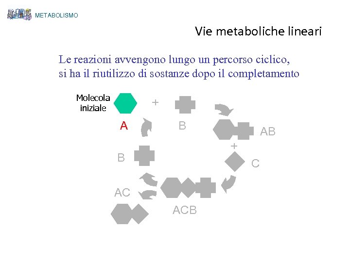 METABOLISMO Vie metaboliche lineari Le reazioni avvengono lungo un percorso ciclico, si ha il