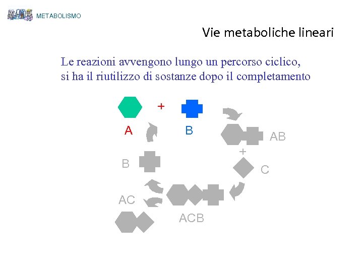 METABOLISMO Vie metaboliche lineari Le reazioni avvengono lungo un percorso ciclico, si ha il