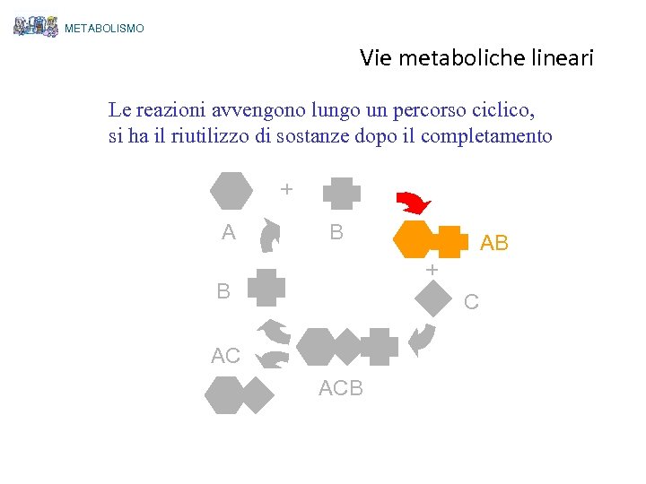 METABOLISMO Vie metaboliche lineari Le reazioni avvengono lungo un percorso ciclico, si ha il