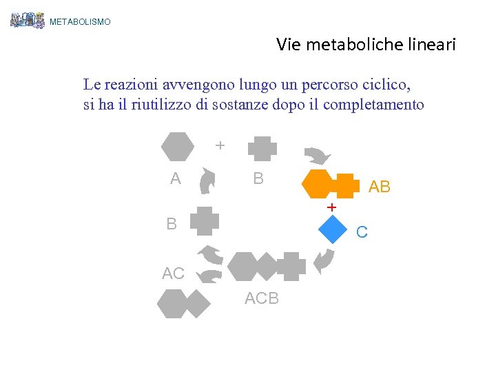 METABOLISMO Vie metaboliche lineari Le reazioni avvengono lungo un percorso ciclico, si ha il