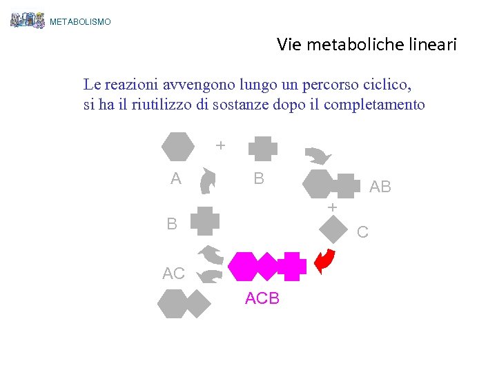 METABOLISMO Vie metaboliche lineari Le reazioni avvengono lungo un percorso ciclico, si ha il