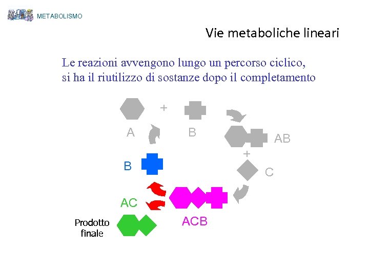 METABOLISMO Vie metaboliche lineari Le reazioni avvengono lungo un percorso ciclico, si ha il