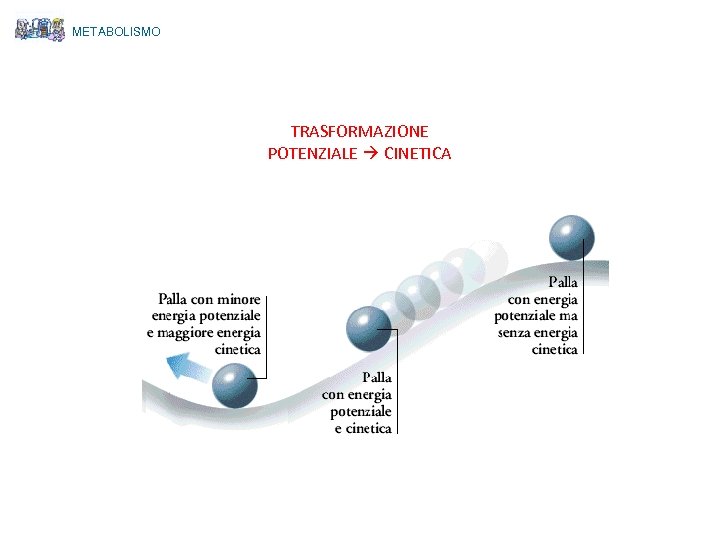 METABOLISMO TRASFORMAZIONE POTENZIALE CINETICA 
