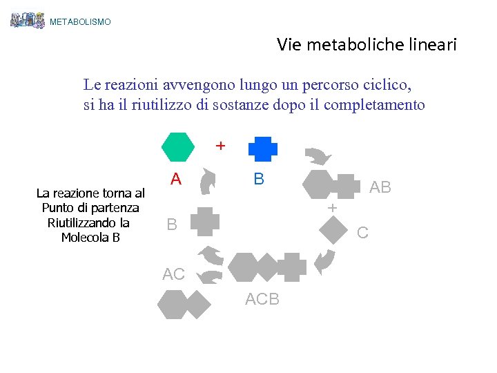 METABOLISMO Vie metaboliche lineari Le reazioni avvengono lungo un percorso ciclico, si ha il