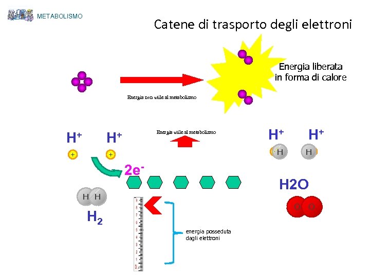 METABOLISMO Catene di trasporto degli elettroni Energia liberata in forma di calore Energia non