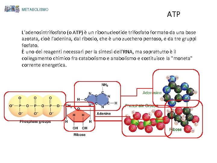 METABOLISMO ATP L'adenosintrifosfato (o ATP) è un ribonucleotide trifosfato formato da una base azotata,