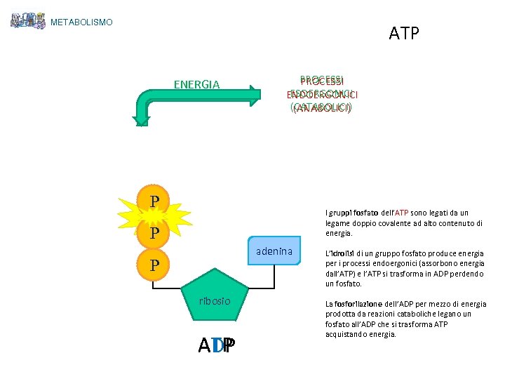 METABOLISMO ATP ENERGIA PROCESSI ESOERGONICI ENDOERGONICI (CATABOLICI) (ANABOLICI) P I gruppi fosfato dell’ATP sono