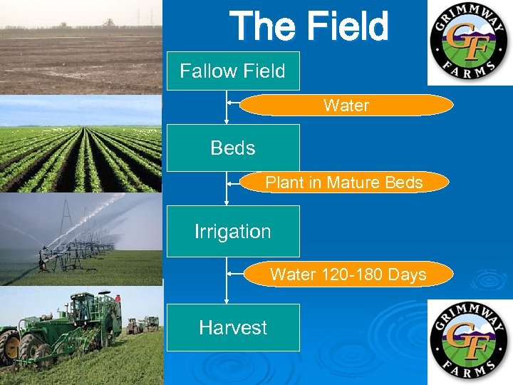 The Field Fallow Field Water Beds Plant in Mature Beds Irrigation Water 120 -180