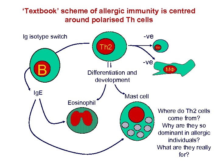 ‘Textbook’ scheme of allergic immunity is centred around polarised Th cells -ve Ig isotype