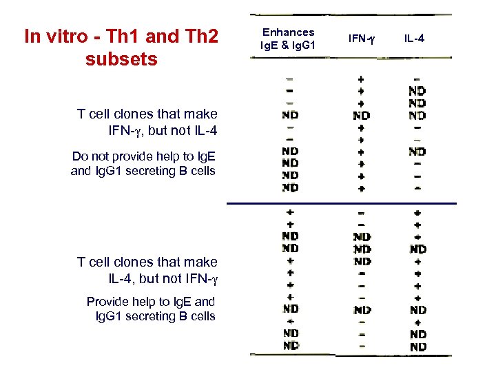 In vitro - Th 1 and Th 2 subsets T cell clones that make