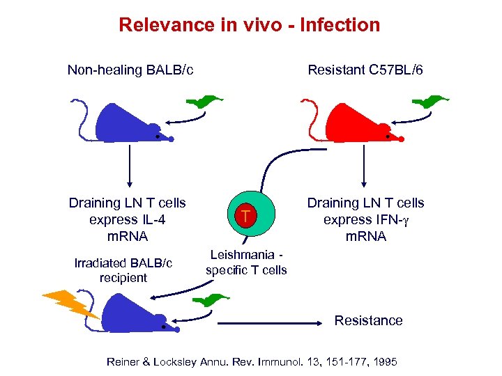 Relevance in vivo - Infection Non-healing BALB/c Resistant C 57 BL/6 Draining LN T