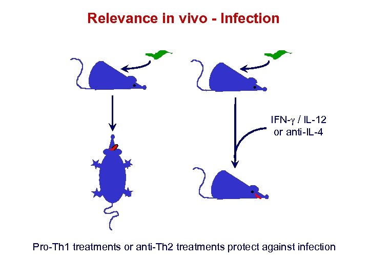 Relevance in vivo - Infection IFN- / IL-12 or anti-IL-4 Pro-Th 1 treatments or