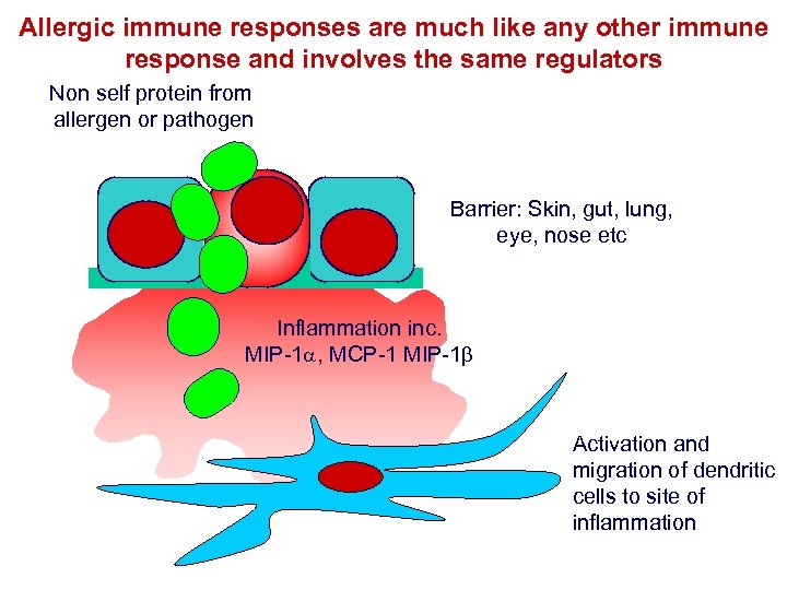 Allergic immune responses are much like any other immune response and involves the same