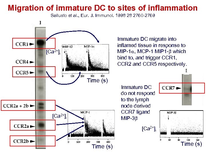 Migration of immature DC to sites of inflammation Sallusto et al. , Eur. J.