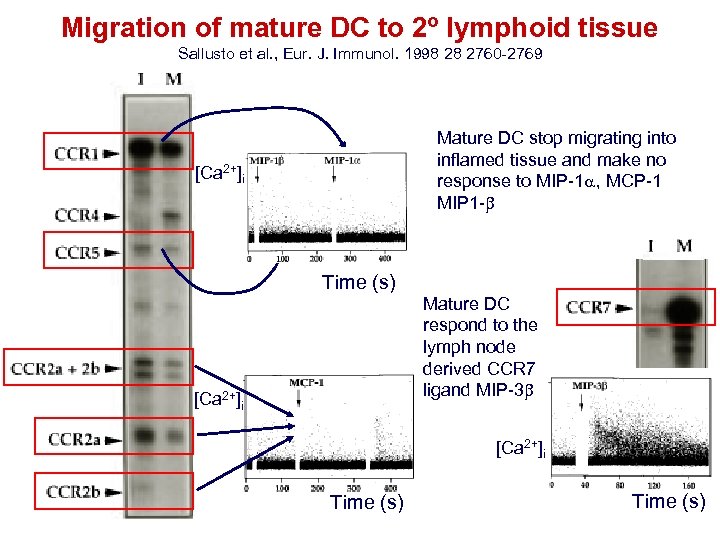Migration of mature DC to 2º lymphoid tissue Sallusto et al. , Eur. J.