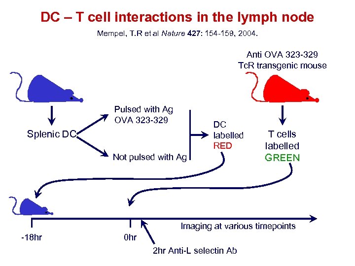 DC – T cell interactions in the lymph node Mempel, T. R et al