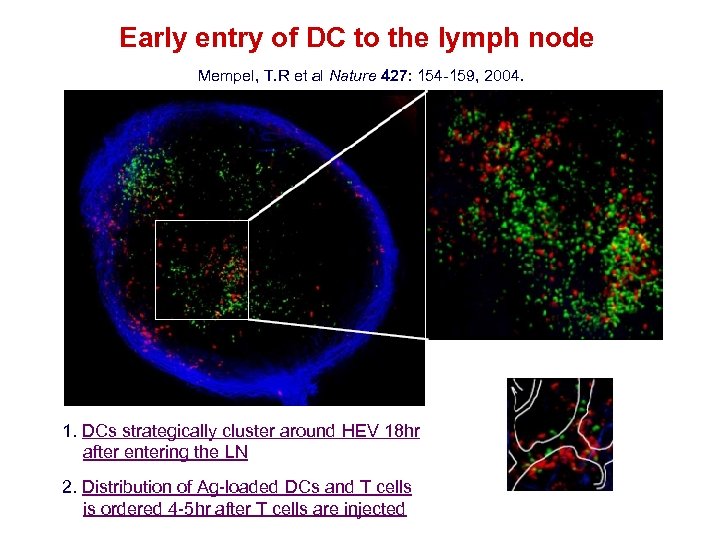 Early entry of DC to the lymph node Mempel, T. R et al Nature