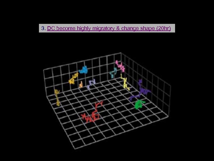 3. DC become highly migratory & change shape (20 hr) 