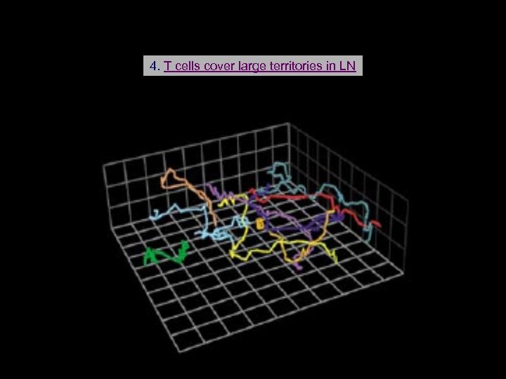 4. T cells cover large territories in LN 