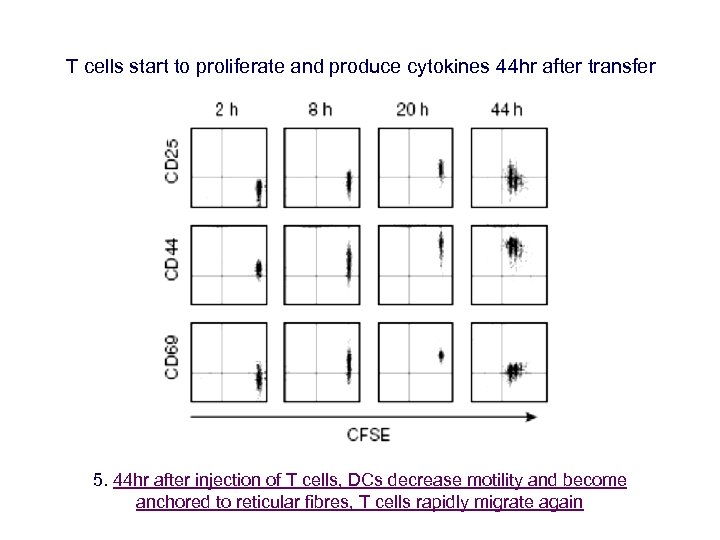 T cells start to proliferate and produce cytokines 44 hr after transfer 5. 44