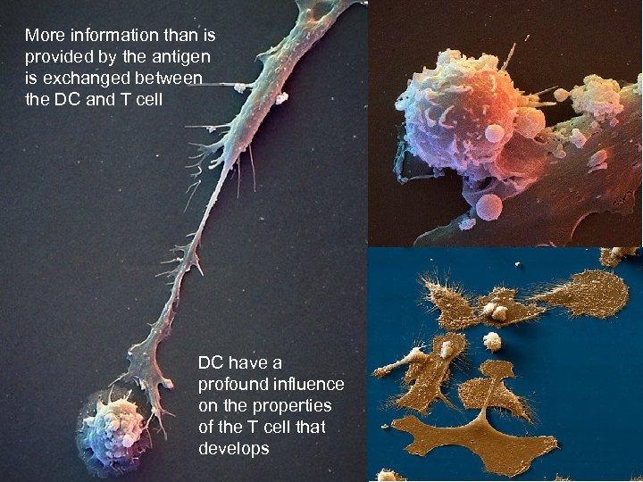 More information than is provided by the antigen is exchanged between the DC and