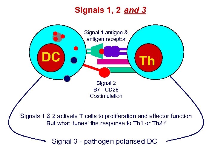 Signals 1, 2 and 3 Signal 1 antigen & antigen receptor DC Th Signal