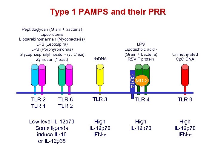 Type 1 PAMPS and their PRR Peptidoglycan (Gram + bacteria) Lipoproteins Lipoarabinomannan (Mycobacteria) LPS