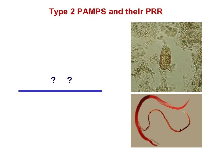 Type 2 PAMPS and their PRR ? ? 