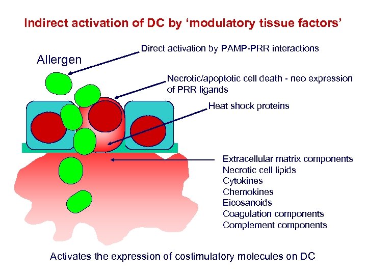 Indirect activation of DC by ‘modulatory tissue factors’ Allergen Direct activation by PAMP-PRR interactions