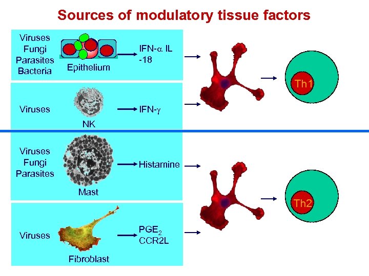 Sources of modulatory tissue factors Viruses Fungi Parasites Bacteria Epithelium IFN-a IL -18 Th
