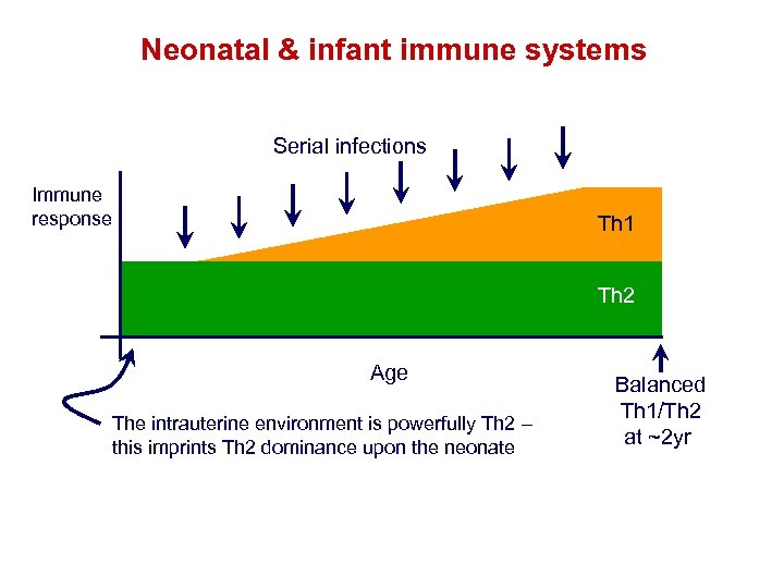 Neonatal & infant immune systems Serial infections Immune response Th 1 Th 2 Age