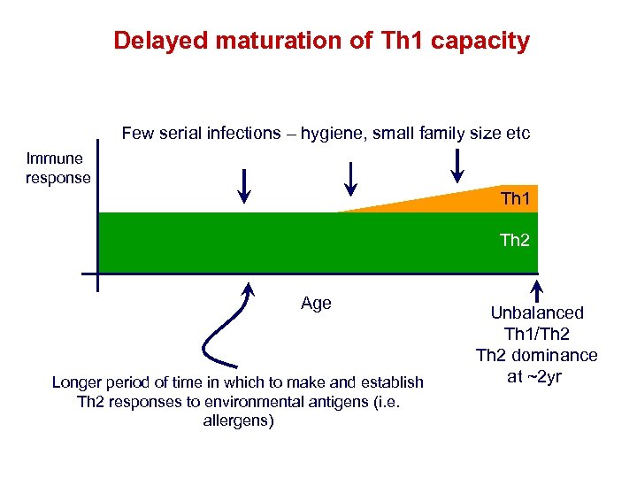 Delayed maturation of Th 1 capacity Few serial infections – hygiene, small family size
